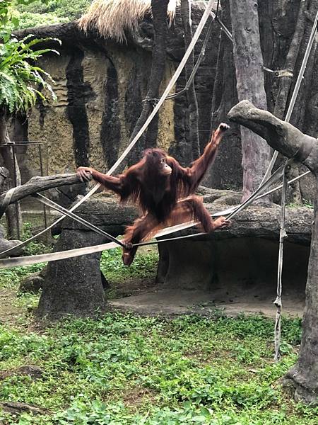 20211220台北木柵動物園_211220_45.jpg