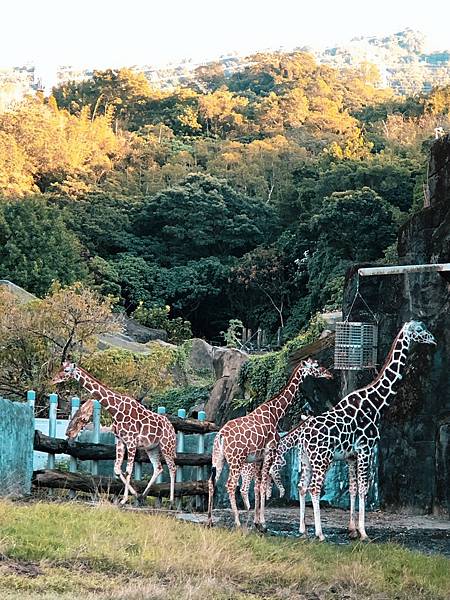 20211220台北木柵動物園_211220_16.jpg