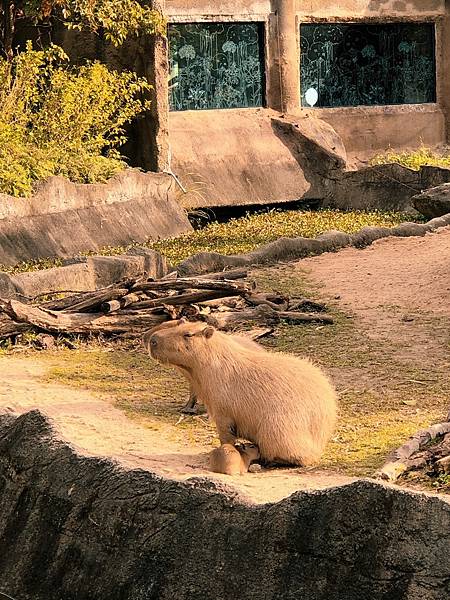 20211220台北木柵動物園_211220_48.jpg