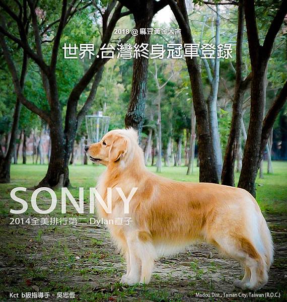 麻豆黃金犬舍｜冠軍黃金獵犬sonny