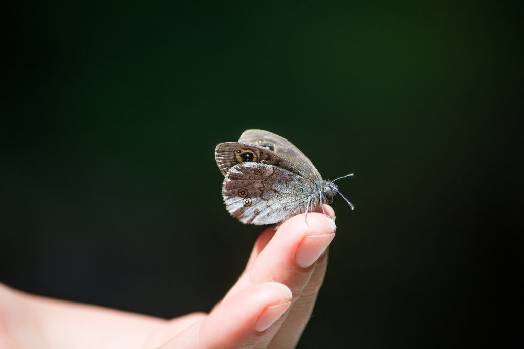 hand-nature-photography-fly-finger-insect-571045-pxhere.com.jpg