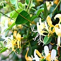 DPP_0064.JPG