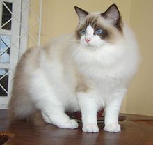 220px-Ragdoll_from_Gatil_Ragbelas