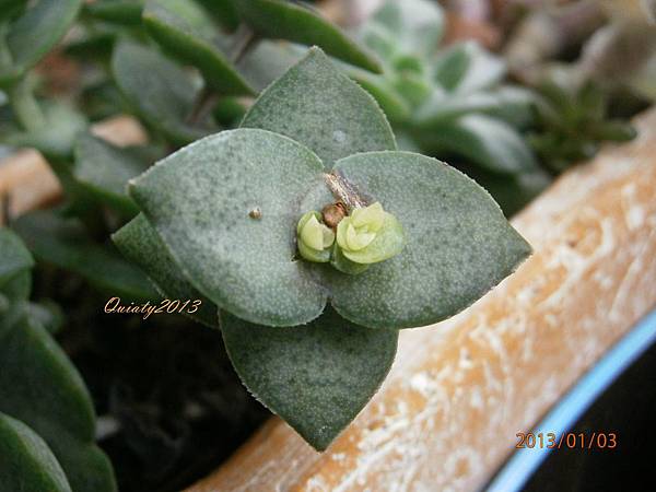 星乙女v S星星王子 晨曦閃耀的小格子 痞客邦