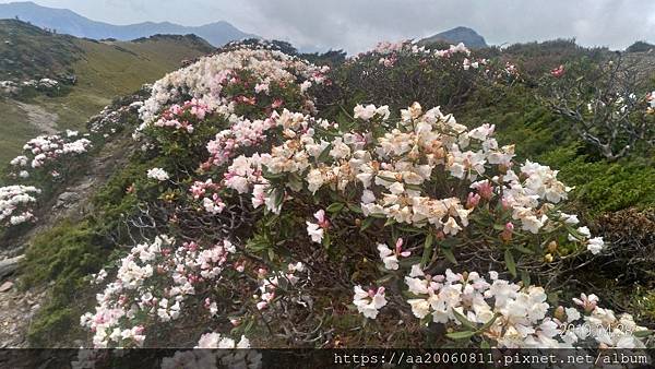 合歡山玉山杜鵑_190428_0233.jpg