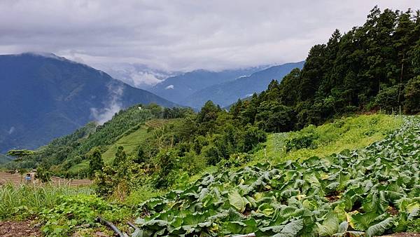 2020_166.08.15(鹿坑山~大窩山)_200818.jpg