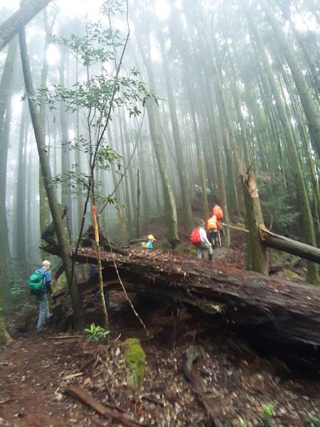 2020_214.08.15(鹿坑山~大窩山)_200818.jpg