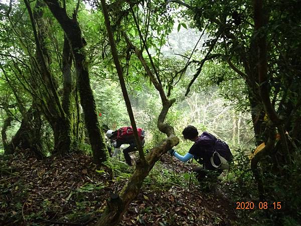 2020_348.08.15(鹿坑山~大窩山)_200818.jpg