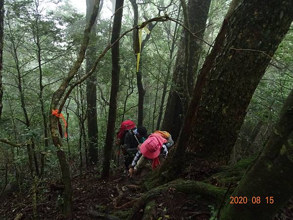 2020_468.08.15(鹿坑山~大窩山)_200818.jpg