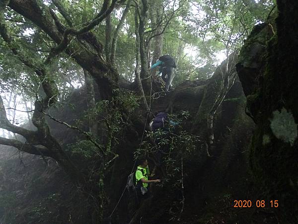 2020_517.08.15(鹿坑山~大窩山)_200818.jpg