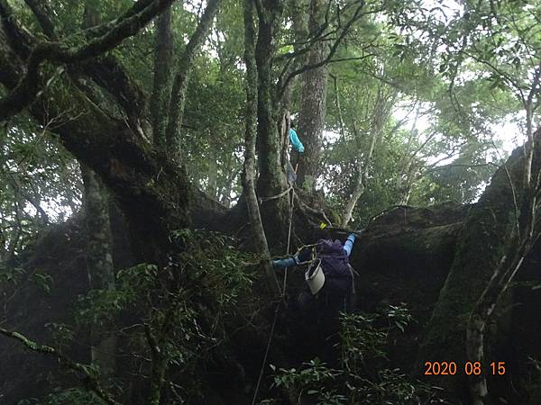 2020_519.08.15(鹿坑山~大窩山)_200818.jpg