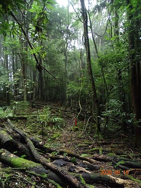 2020_536.08.15(鹿坑山~大窩山)_200818.jpg