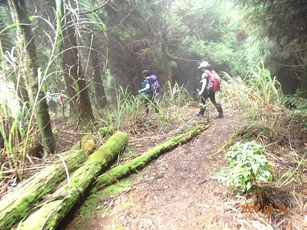 2020_615.08.15(鹿坑山~大窩山)_200818.jpg