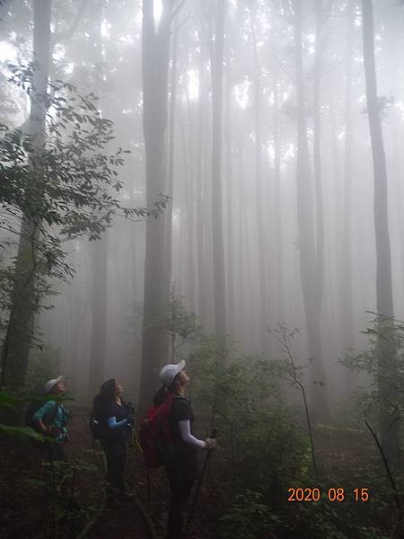 2020_635.08.15(鹿坑山~大窩山)_200818.jpg