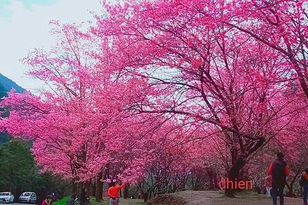 2021櫻花祭_210316_50.jpg