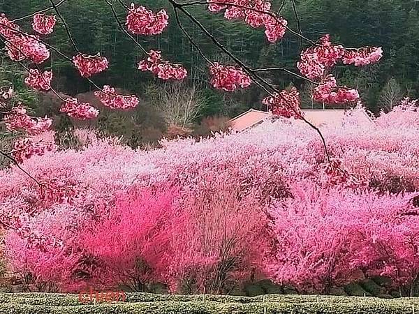 2021櫻花祭_210316_51.jpg