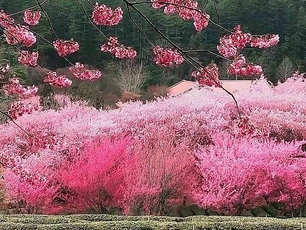 2021櫻花祭_210316_55.jpg