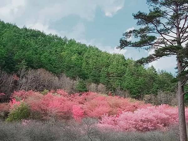 2021櫻花祭_210316_58.jpg