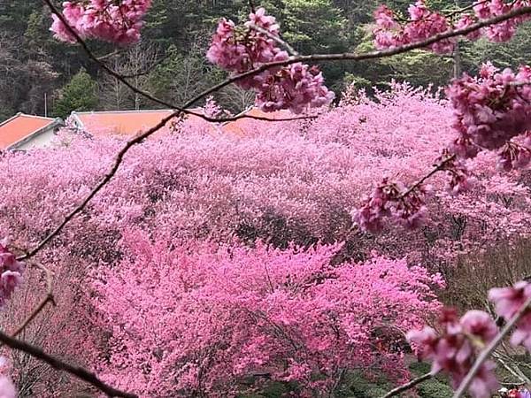 2021櫻花祭_210316_42.jpg