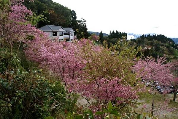 2021櫻花祭_210316_15.jpg