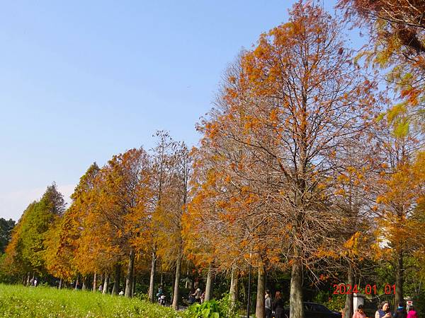 ★大溪石園路558巷落雨松大道20240101