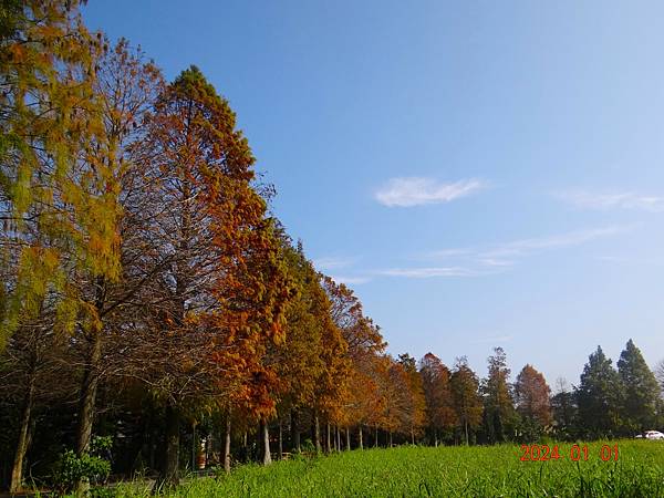 ★大溪石園路558巷落雨松大道20240101