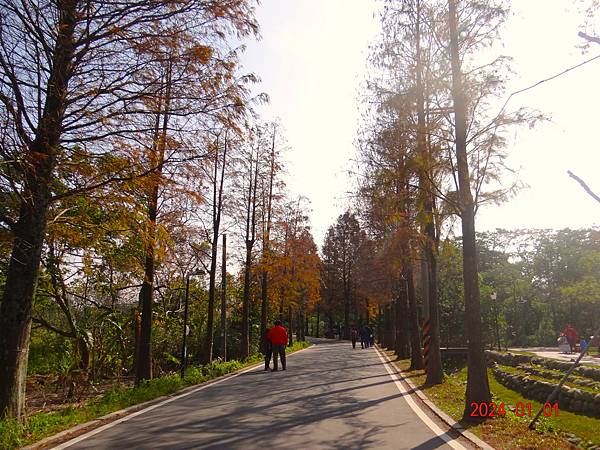 ★大溪石園路558巷落雨松大道20240101