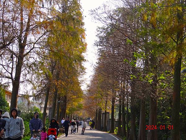 ★大溪石園路558巷落雨松大道20240101