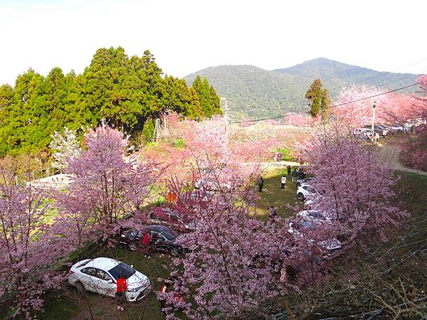 ★拉拉山（恩愛農場）櫻花祭20240228