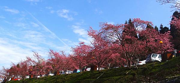 ★拉拉山（恩愛農場）櫻花祭20240228