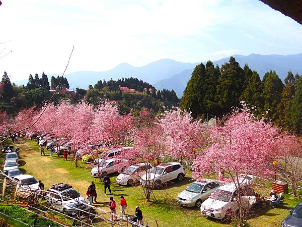 ★拉拉山（恩愛農場）櫻花祭20240228