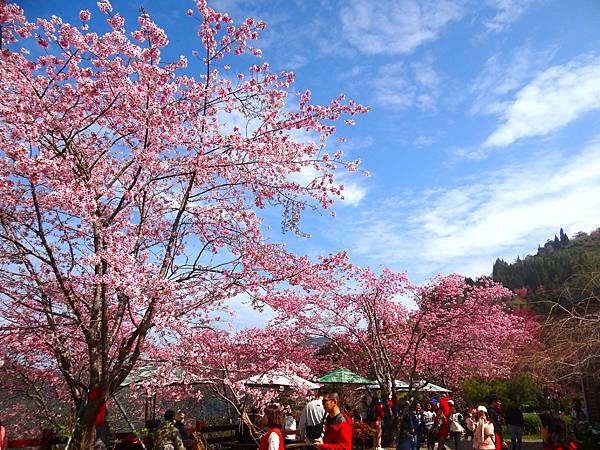 ★拉拉山（恩愛農場）櫻花祭20240228