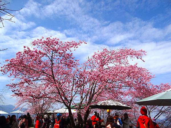 ★拉拉山（恩愛農場）櫻花祭20240228