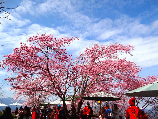 ★拉拉山（恩愛農場）櫻花祭20240228