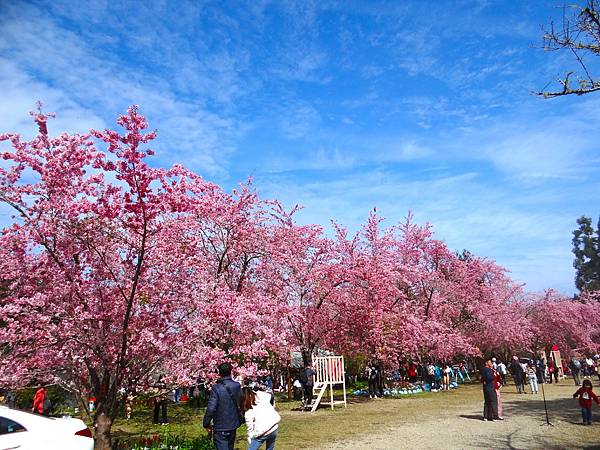 ★拉拉山（恩愛農場）櫻花祭20240228