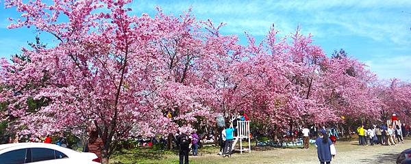 ★拉拉山（恩愛農場）櫻花祭20240228