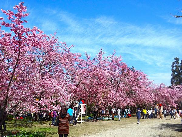 ★拉拉山（恩愛農場）櫻花祭20240228