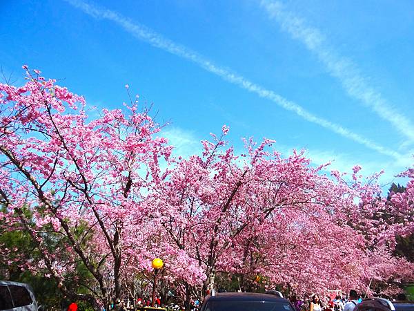 ★拉拉山（恩愛農場）櫻花祭20240228