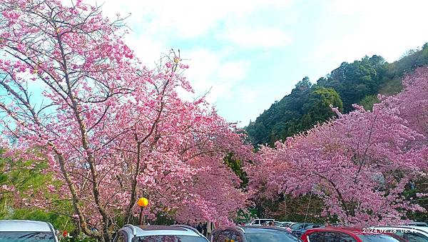 ★拉拉山（恩愛農場）櫻花祭20240228