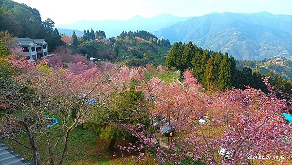 ★拉拉山（恩愛農場）櫻花祭20240228