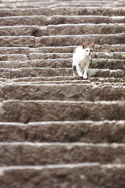 貓、樓梯