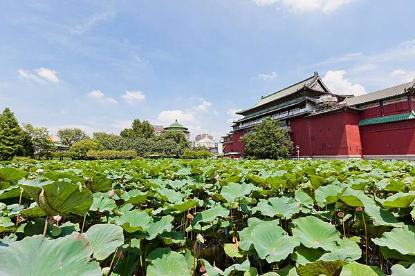 植物園、綠意、自然生態、荷花、蓮花、公園-13