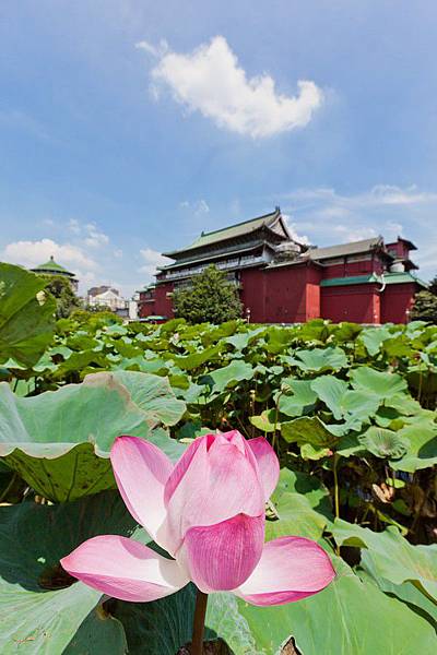 植物園、綠意、自然生態、荷花、蓮花、公園-15