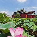 植物園、綠意、自然生態、荷花、蓮花、公園-15