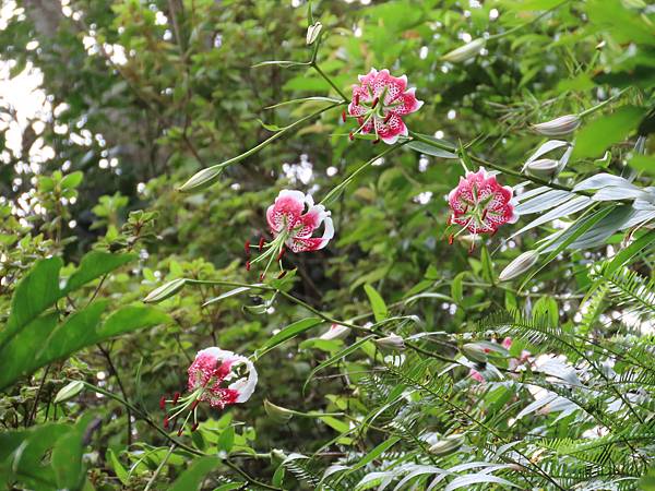 白石山的艷紅鹿子百合～大溪