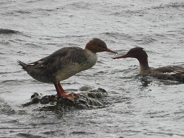 稀有冬候鳥紅胸秋沙