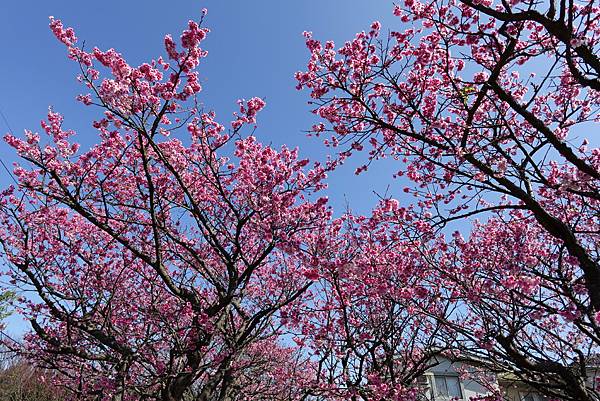 平菁街42巷櫻花盛開