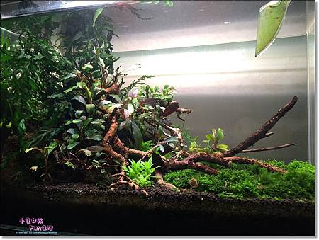 我的草缸日記(6):15/5/10 1.5呎草缸於15/8/2成景 我的草缸日記(6):15/5/10 1.5呎草缸於15/8/2成景