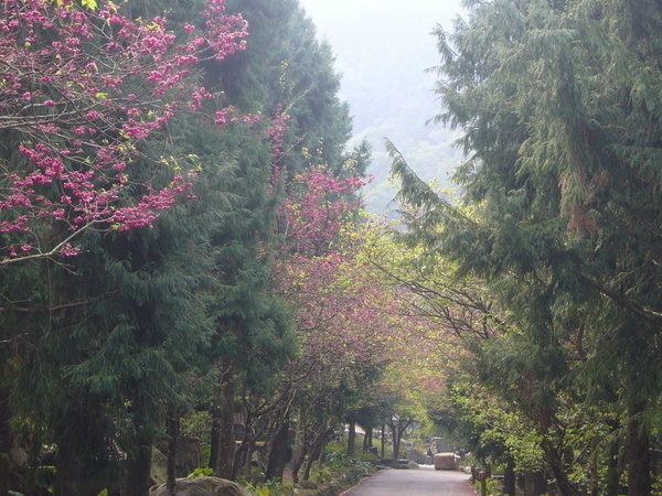 九族櫻花，水噹噹！