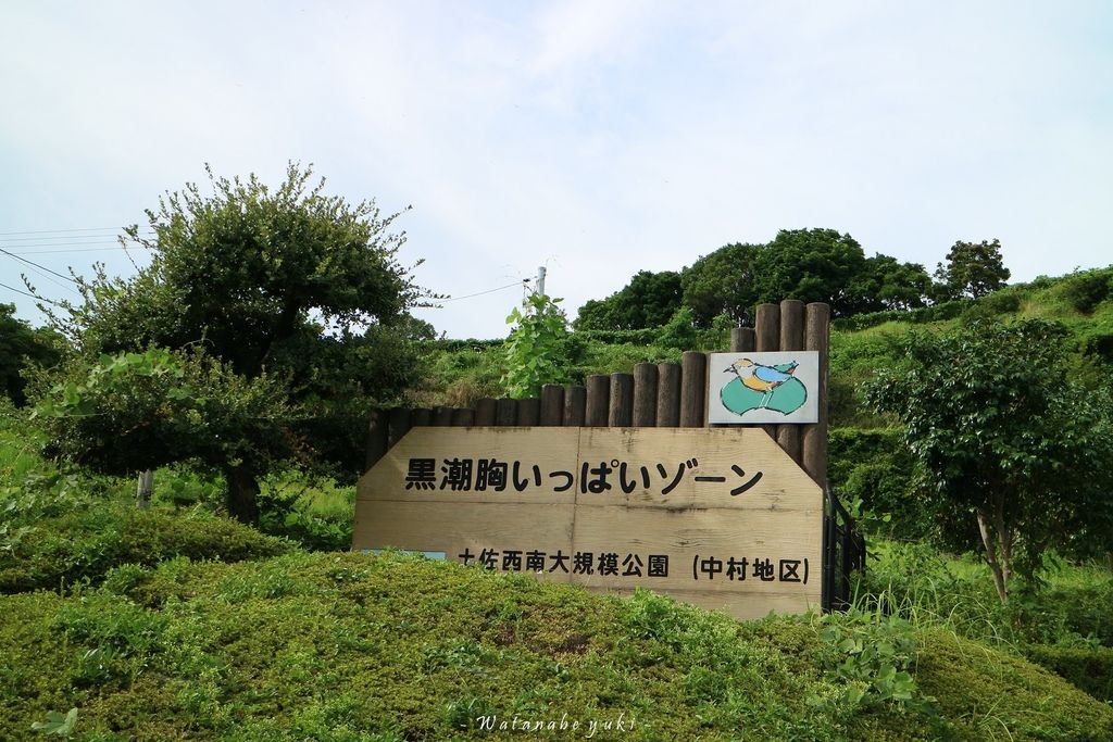 日本四國 露營 高知 オートキャンプ場とまろっと 四万十市tomarotto 日本露營車旅行 明星花露雪 渡辺牽手一起走過世界最美的角落